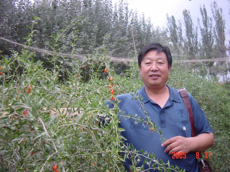 枸杞种植基地